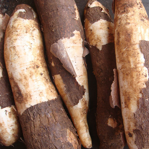 Tapioca Plant (Maravalli Kilangu) Live Plant.