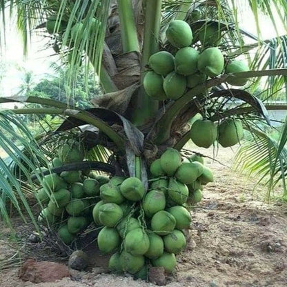 Tall x Dwarf (T x D) Coconut Tree Plant