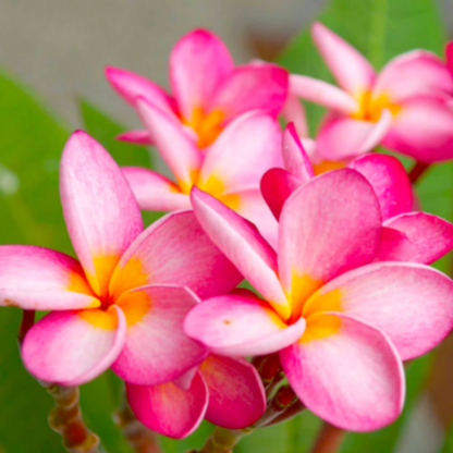 Thailand Plumeria (Frangipani) All Time Flowering Live Plant