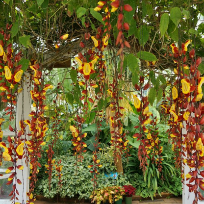 Thunbergia mysorensis Rare Flowering Live Plant