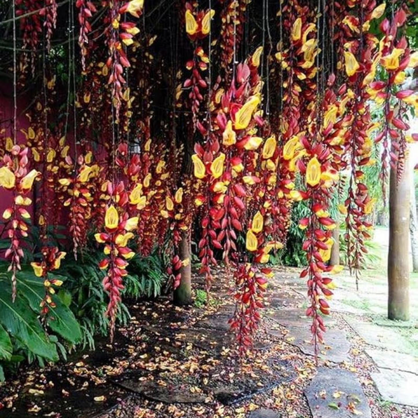 Thunbergia mysorensis Rare Flowering Live Plant