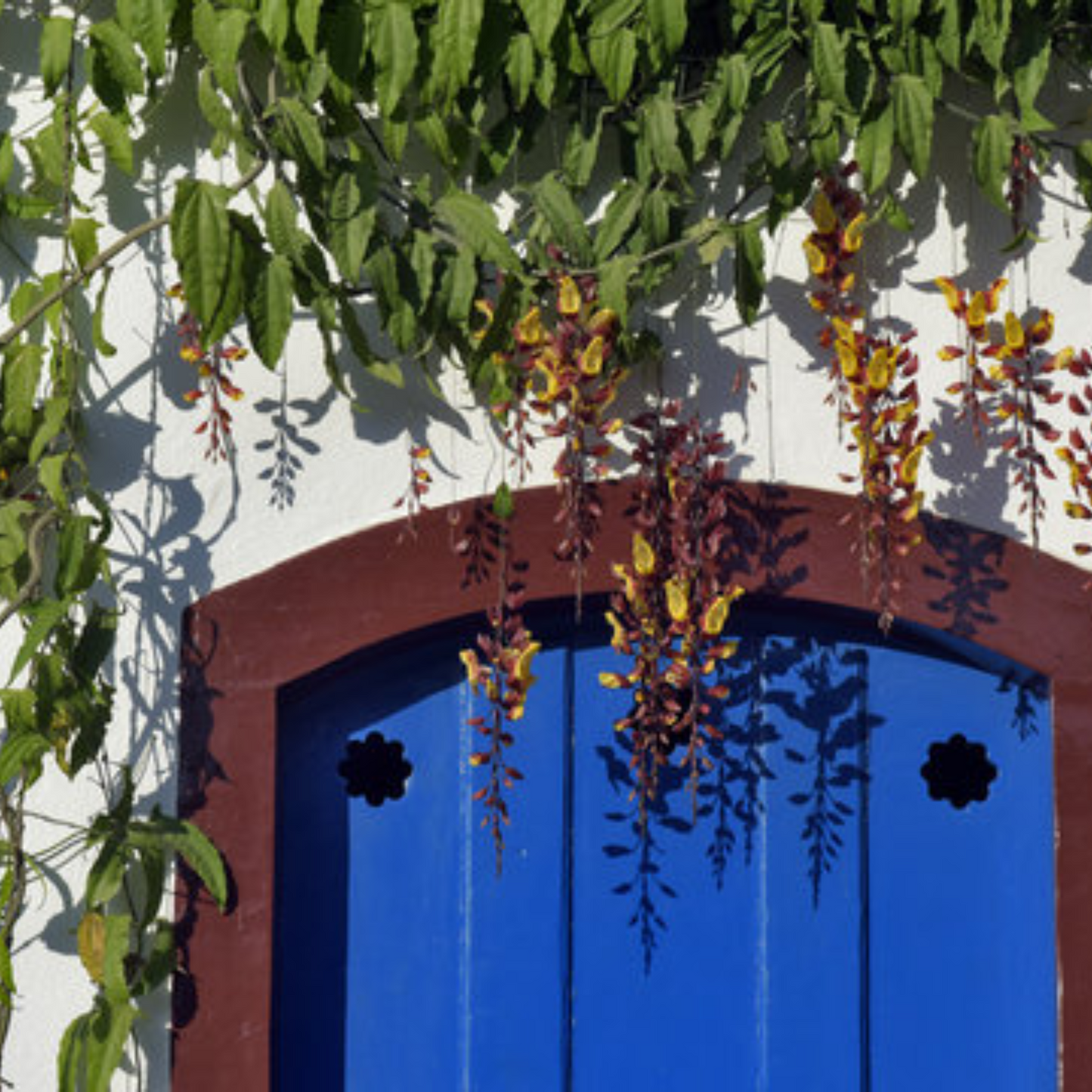 Thunbergia mysorensis Rare Flowering Live Plant
