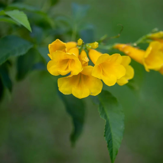 Tree of Gold/Silver Trumpet Tree (Tabebuia aurea) Live Plant