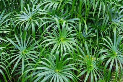 Umbrella Palm (Cyperus alternifolius) Indoor / Outdoor Live Plant