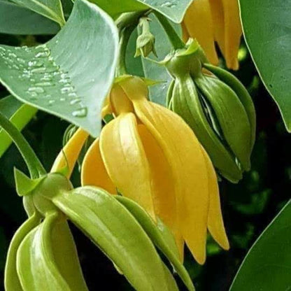 Manoranjitham (Artabotrys hexapetalus) Hari Champa Layered Live Plant