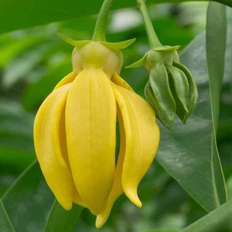 Manoranjitham (Artabotrys hexapetalus) Hari Champa Layered Live Plant