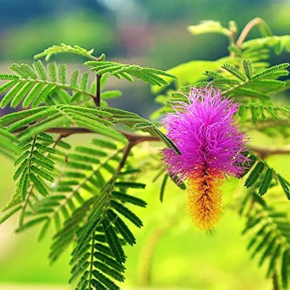 Shami / Jand (Prosopis cineraria) All Time Flowering Live Plant
