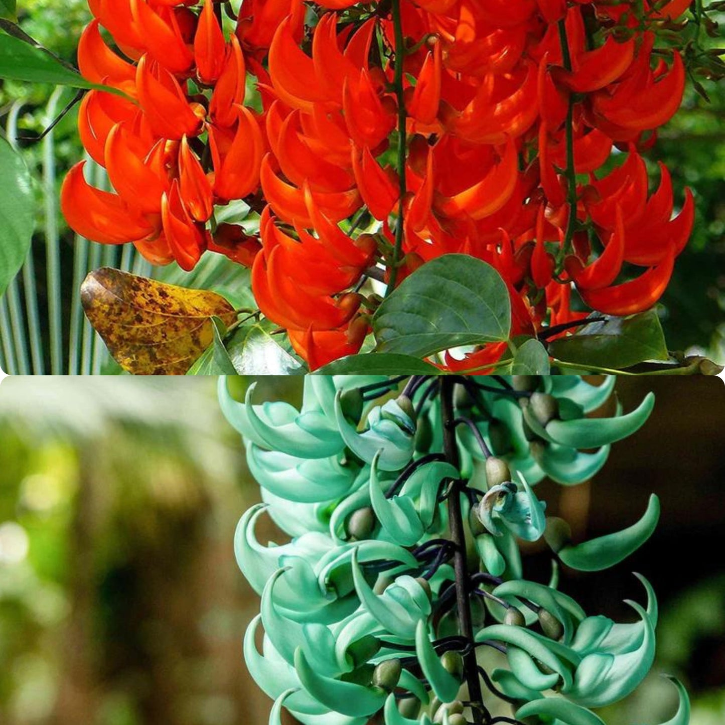 Nema/Blue Jade Vine (Strongylodon macrobotrys) & Red Jade Vine (Mucuna Bennettii) Combo Live Plants