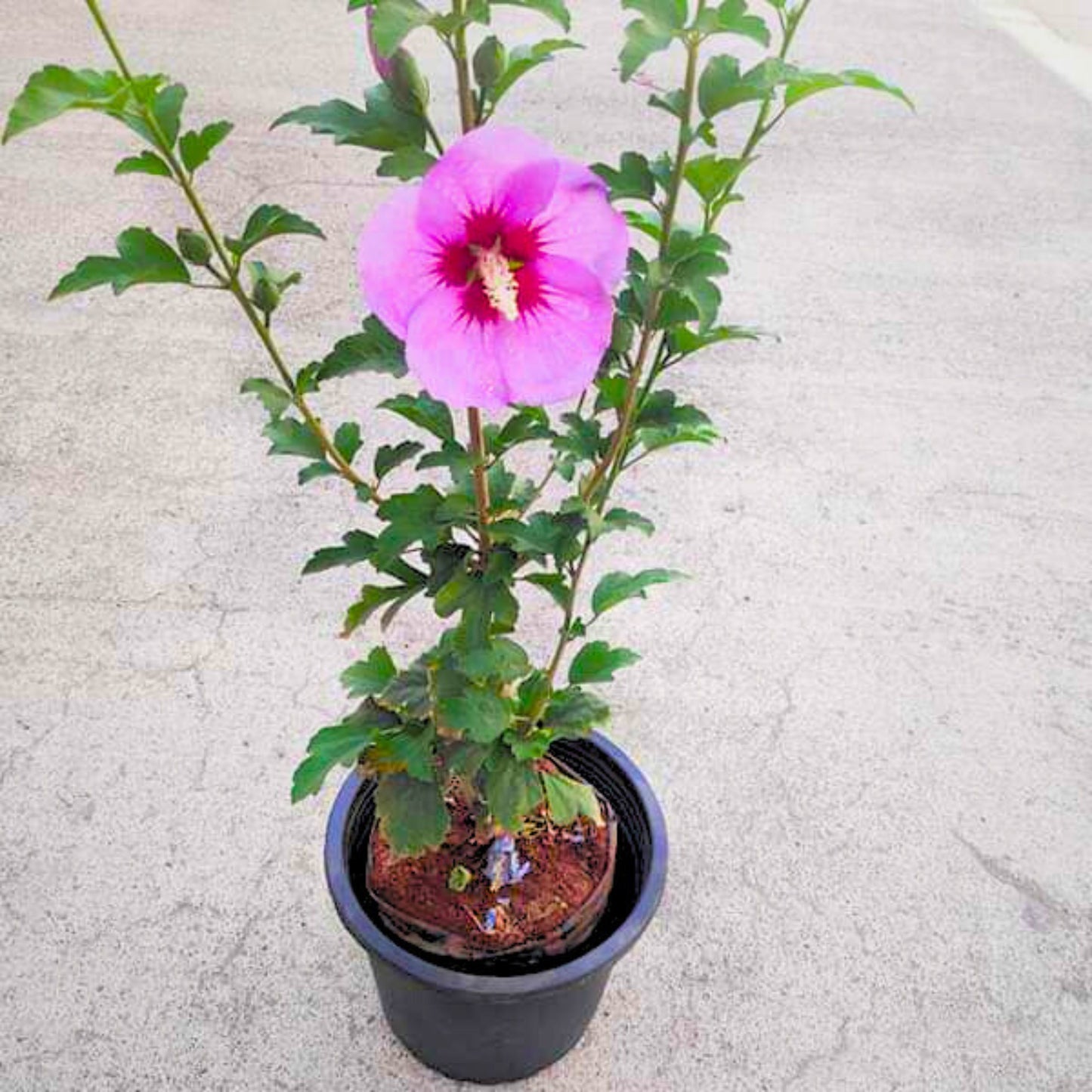 Purple Hibiscus Live Plant with Buds