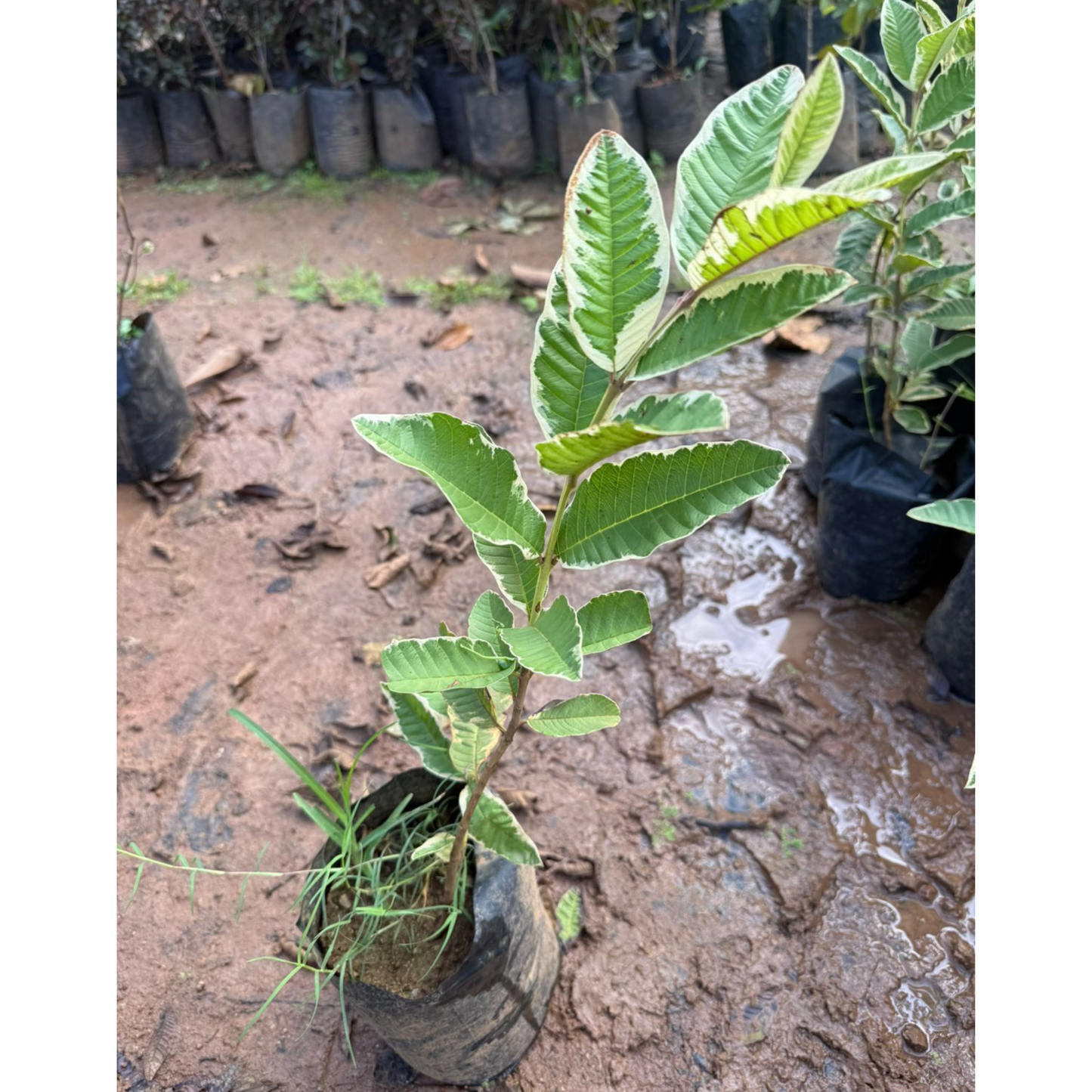 Variegated Guava (धारियाँ वाली अमरूद) Fruit Live Plant