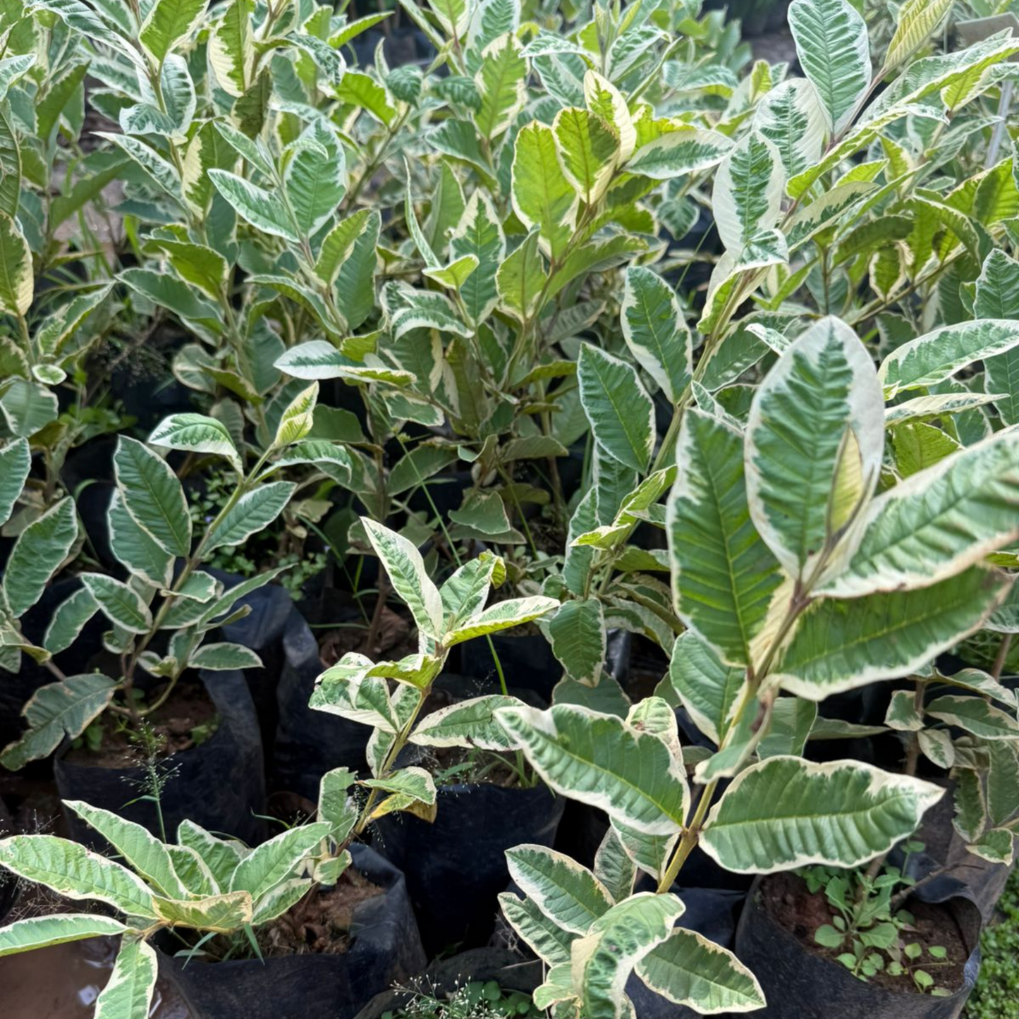Variegated Guava (धारियाँ वाली अमरूद) Fruit Live Plant