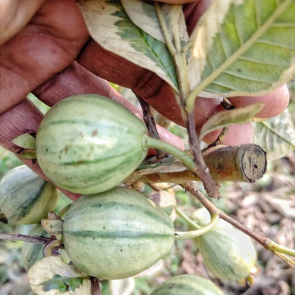 Variegated Guava (धारियाँ वाली अमरूद) Fruit Live Plant