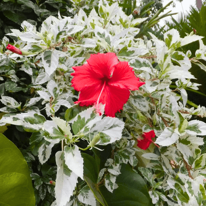 Variegated Hibiscus with Red Flowering Live Plant