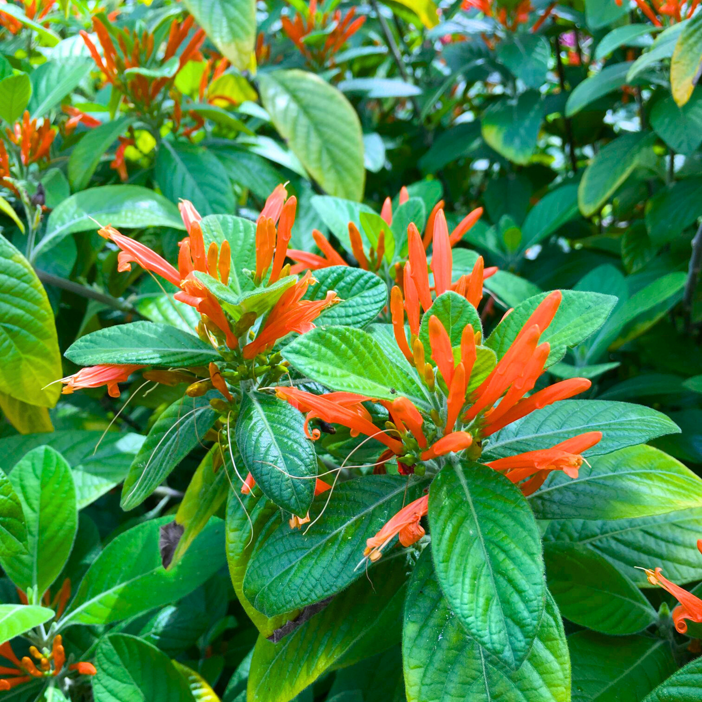 Water-Willow (Justicia leonardii) Rare All Time Flowering Live Plant