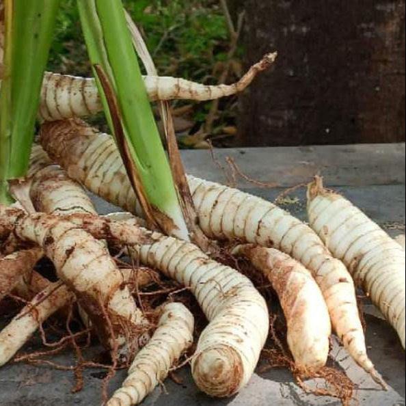 Arrowroot (Maranta arundinacea) Live  Plant