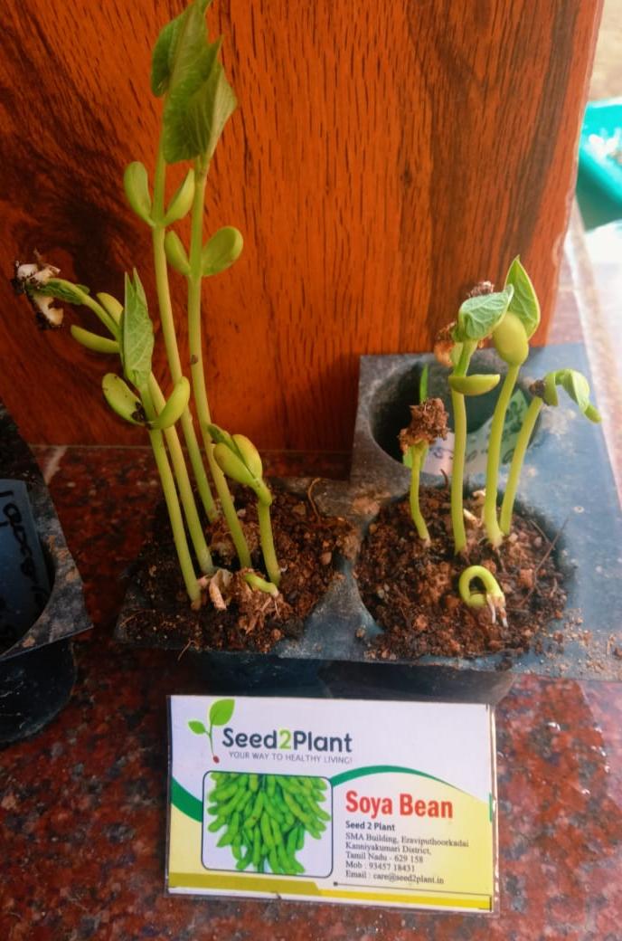 Organic Soya Beans Seeds - Open Pollinated