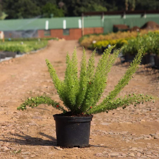 Asparagus Meyeri Live Plant