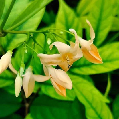 Wrightia Orange Fragrant Rare Flowering Live Plant