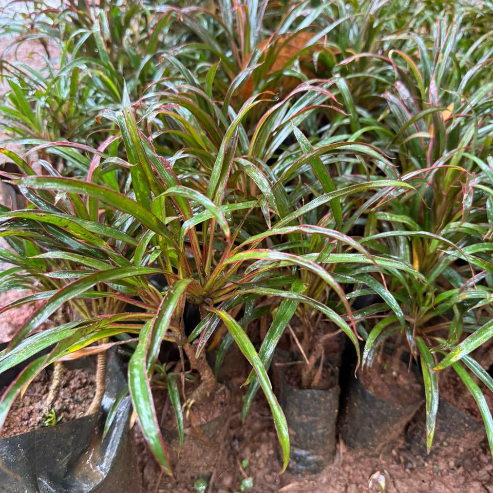 Dracaena Marginata Narrow Leaf Live Plant