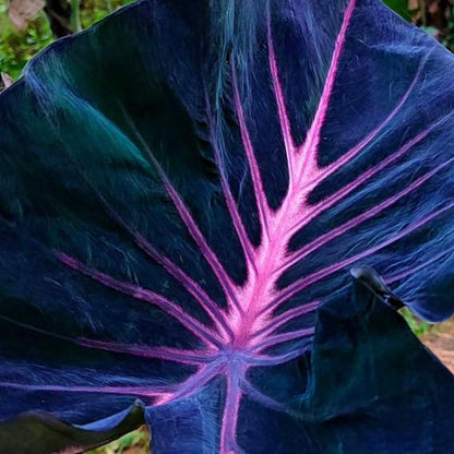 Colocasia ‘Violet Fantasy’ Live Plant