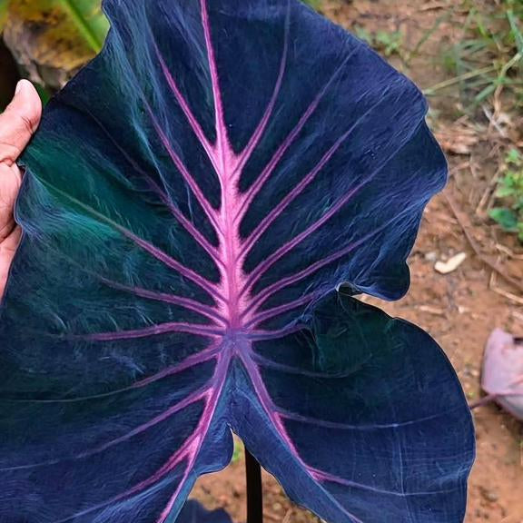 Colocasia ‘Violet Fantasy’ Live Plant