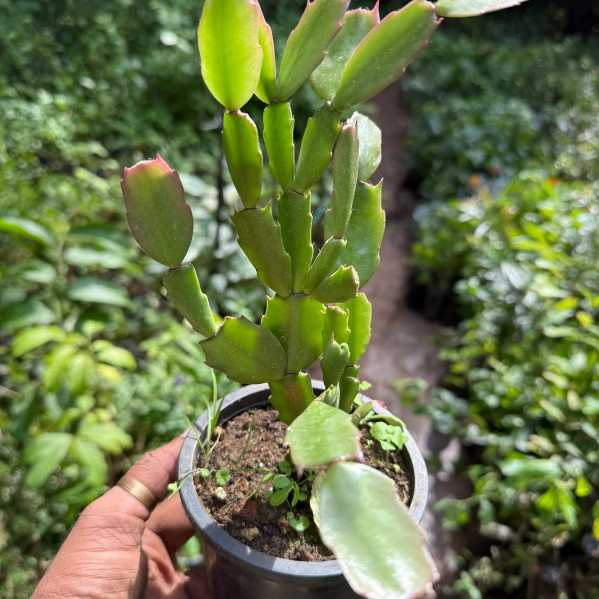 Christmas Cactus Orange Live Plant