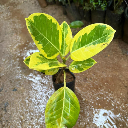 Varigated Banyan Tree Bonsai Live Plant
