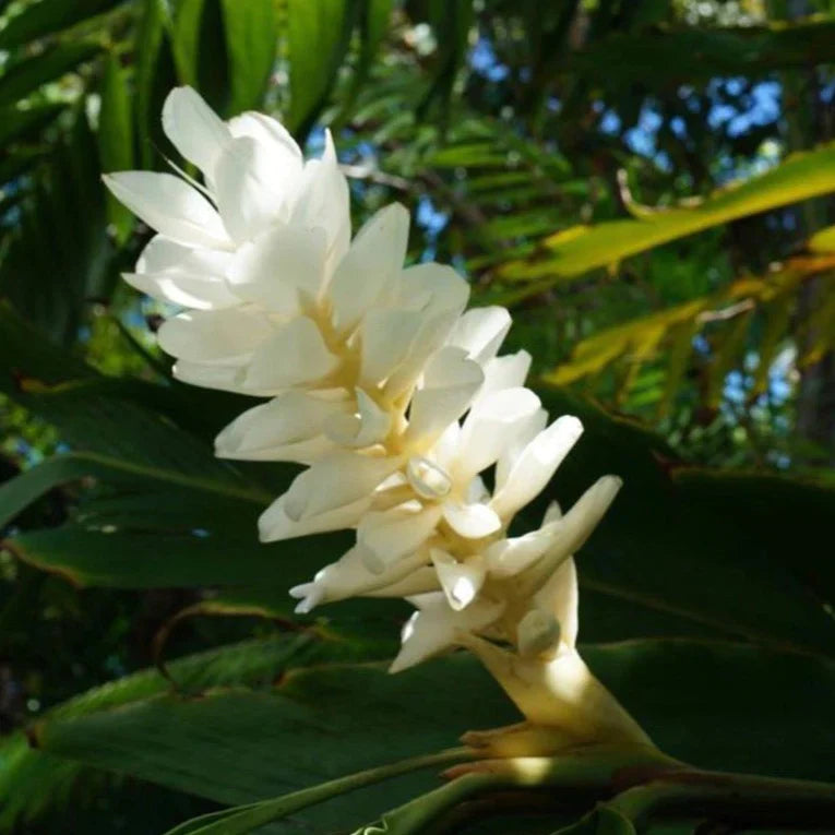 Alpinia Ginger Red, Pink and White Combo Flowering Live Plant