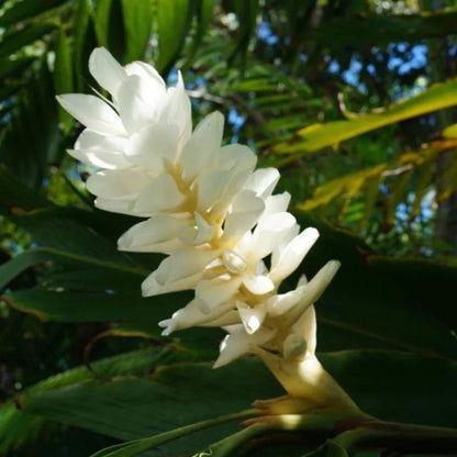 Alpinia Ginger Red, Pink and White Combo Flowering Live Plant