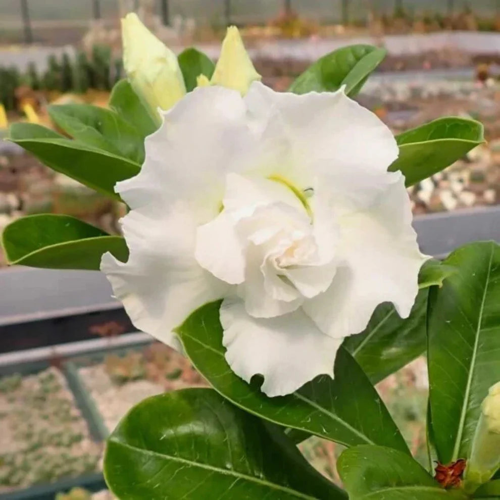 Desert Rose White (Adenium obesum) Flowering Live Plant