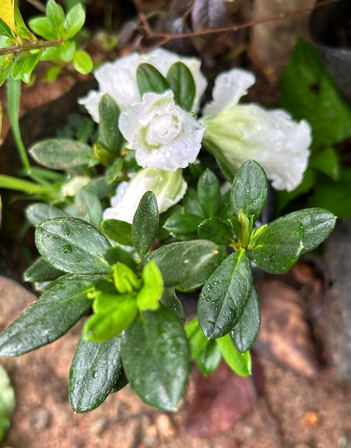 White Azalea Ruffle (Rhododendron) Rare Flowering Live Plant