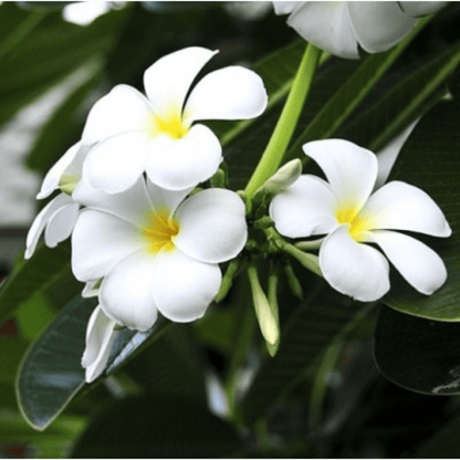 White Frangipani (Plumeria alba) Flowering Live Plant