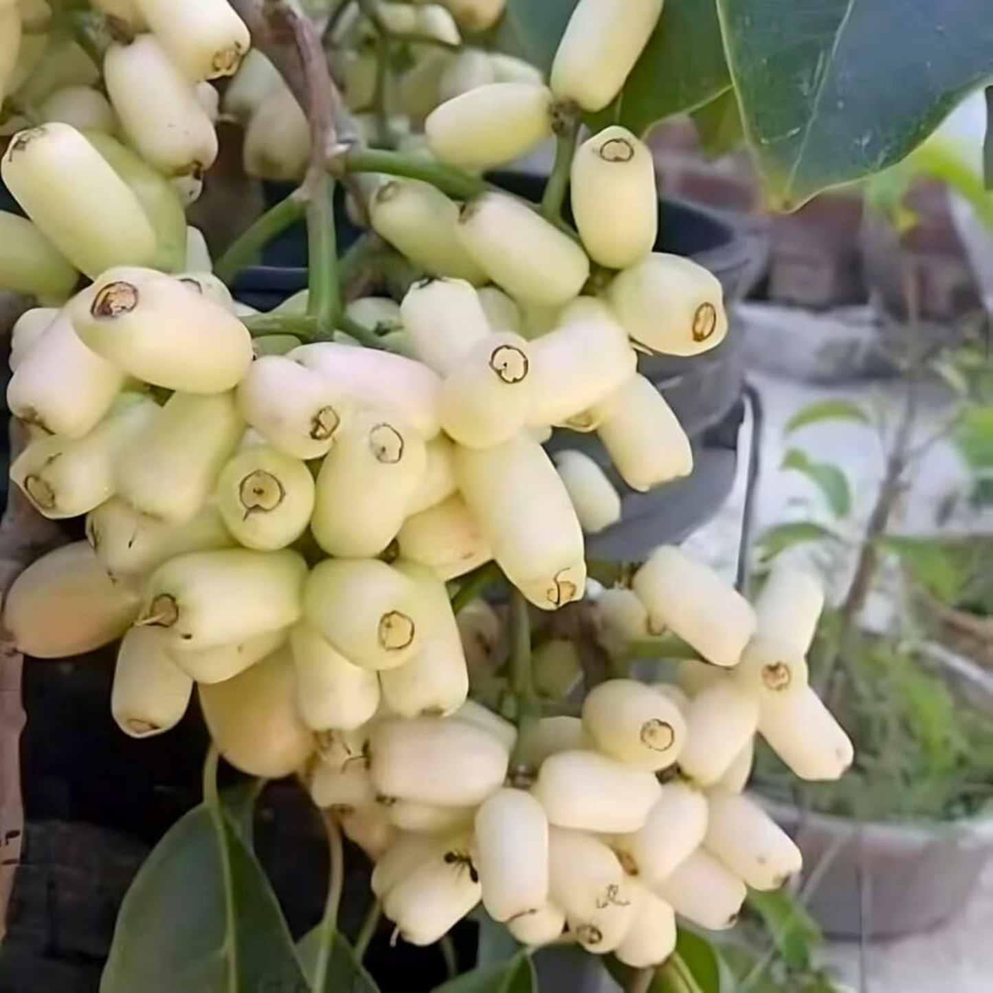 White Jamun (Syzygium cumini) Fruit Live Plant