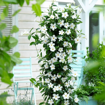 White Mandevilla / Rocktrumpet Flowering Live Plant