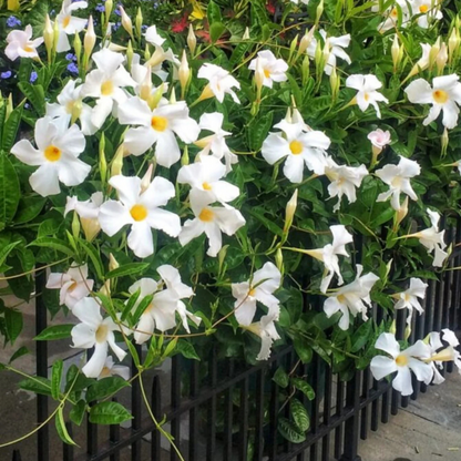 White Mandevilla / Rocktrumpet Flowering Live Plant