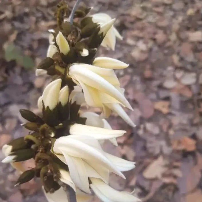 White Palash (Butea Monosperma) Layered Live Plant