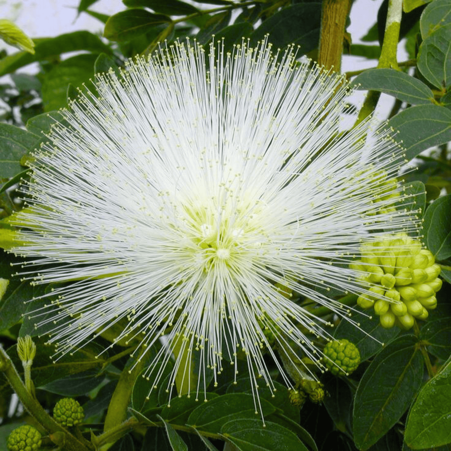 White Powder Puff (Calliandra haematocephylla alba) Rare Flowering Live Plant