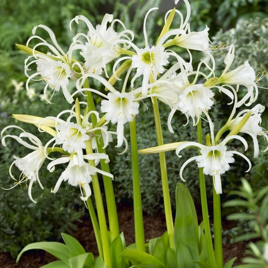 White Spider Lily (Hymenocallis carolinia) Fragrant Flowering Live Plant