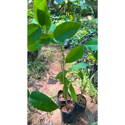 White Palash (Butea Monosperma) Layered Live Plant