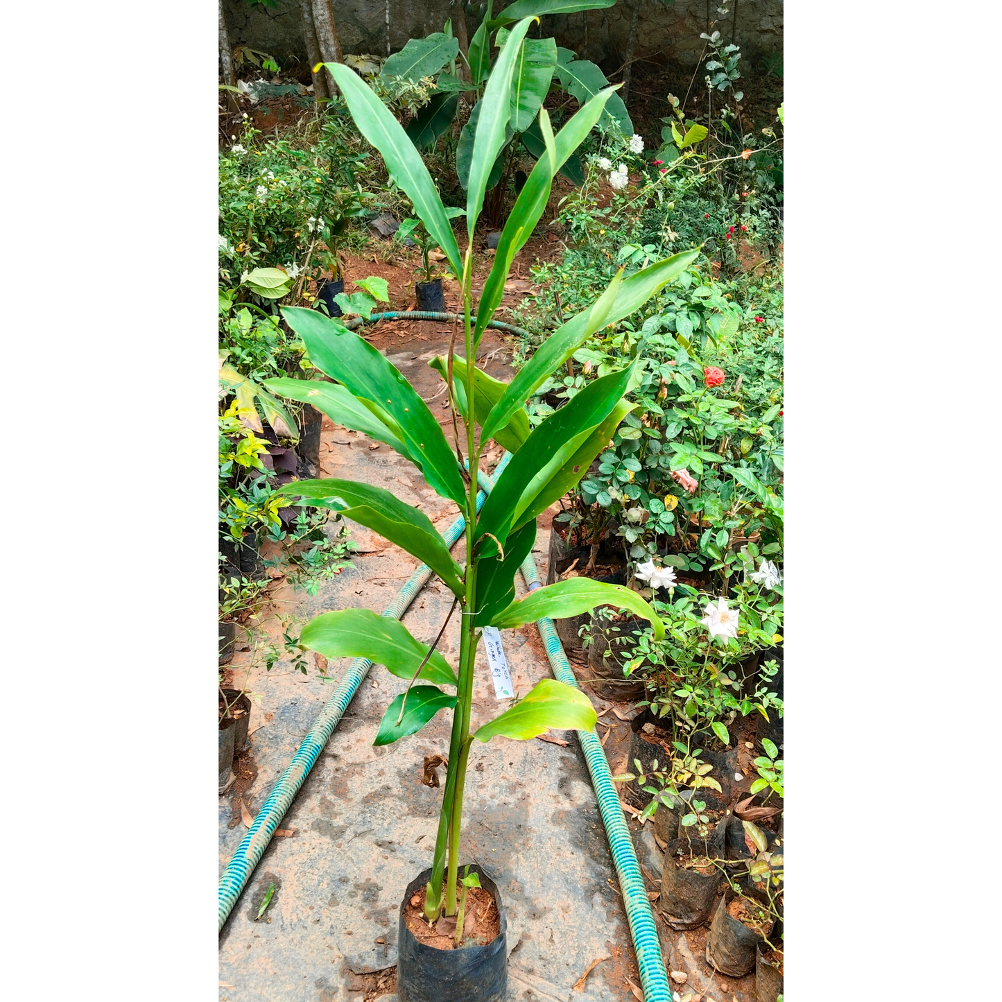White Torch Ginger Flowering Live Plant