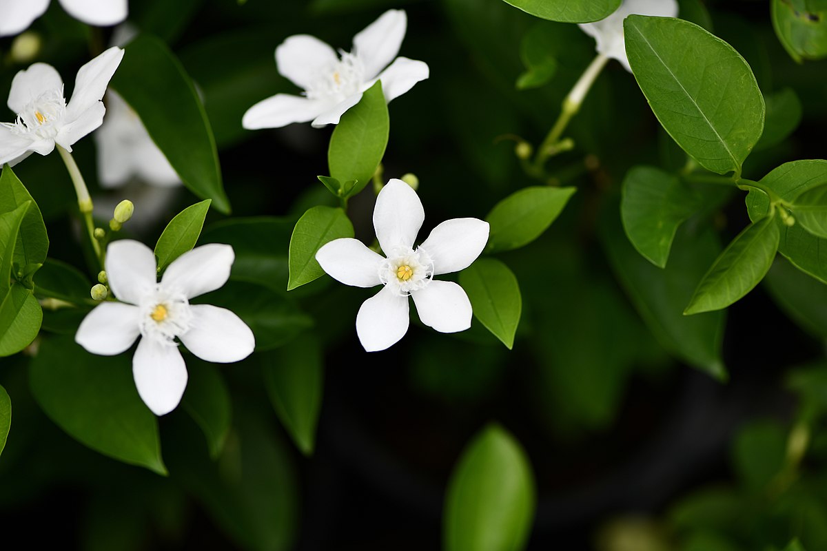 Ceylon Jasmine Fragrant (Wrightia Antidysenterica) Flowering Live Plant