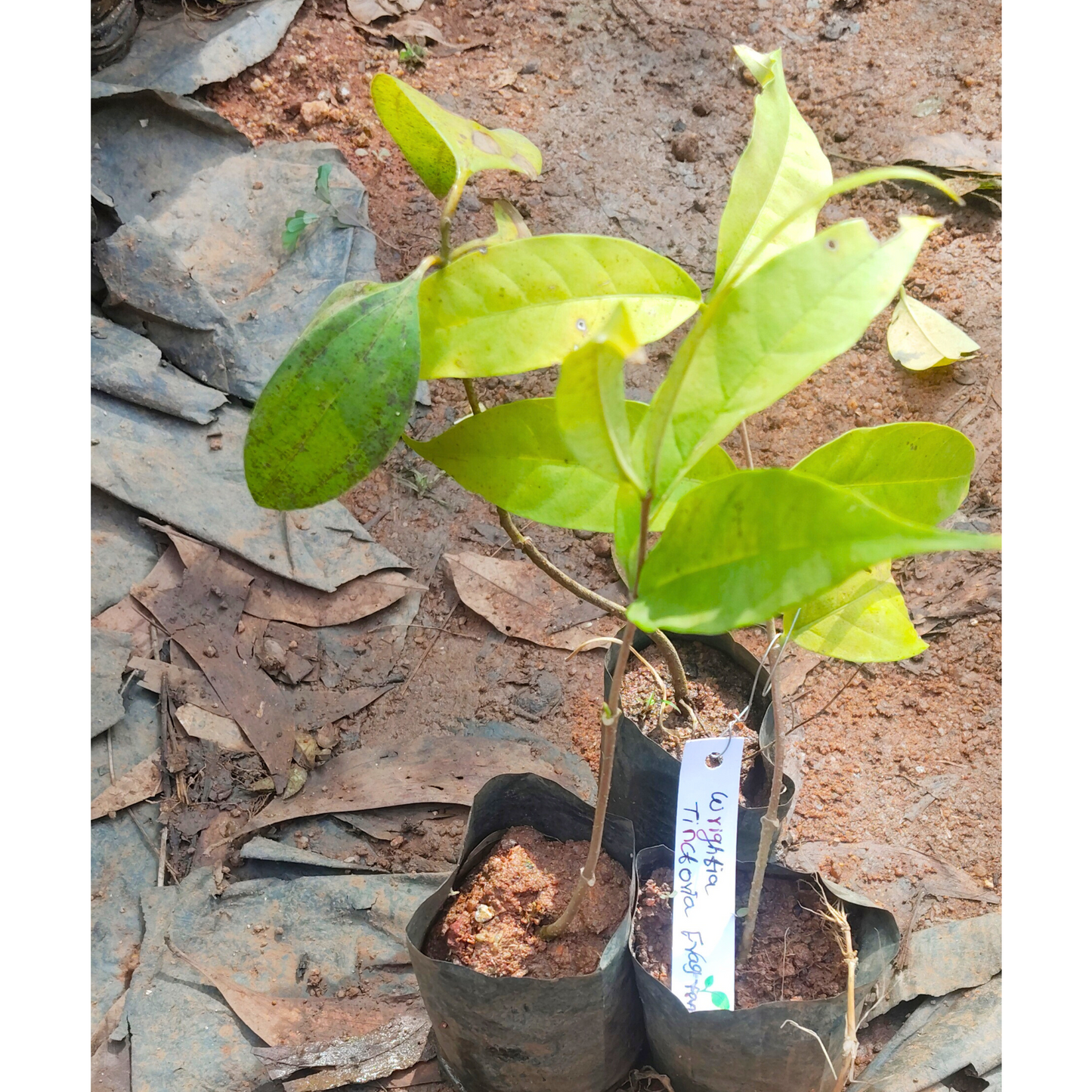 Wrightia Tinctoria Fragrant Flowering Live Plant