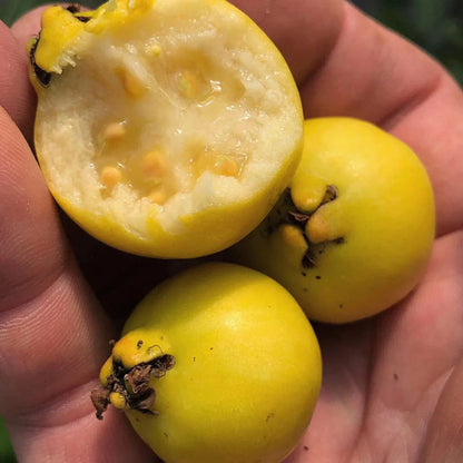 Yellow Strawberry Guava Live Plant (Psidium Cattleianum)