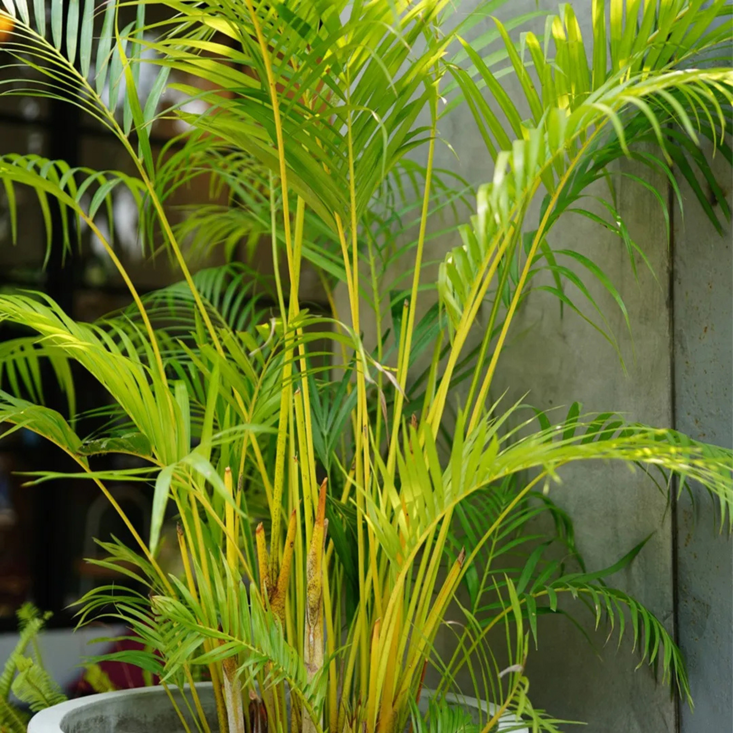 Yellow Butterfly Palm (Dypsis lutescens) Indoor / Outdoor Live Plant