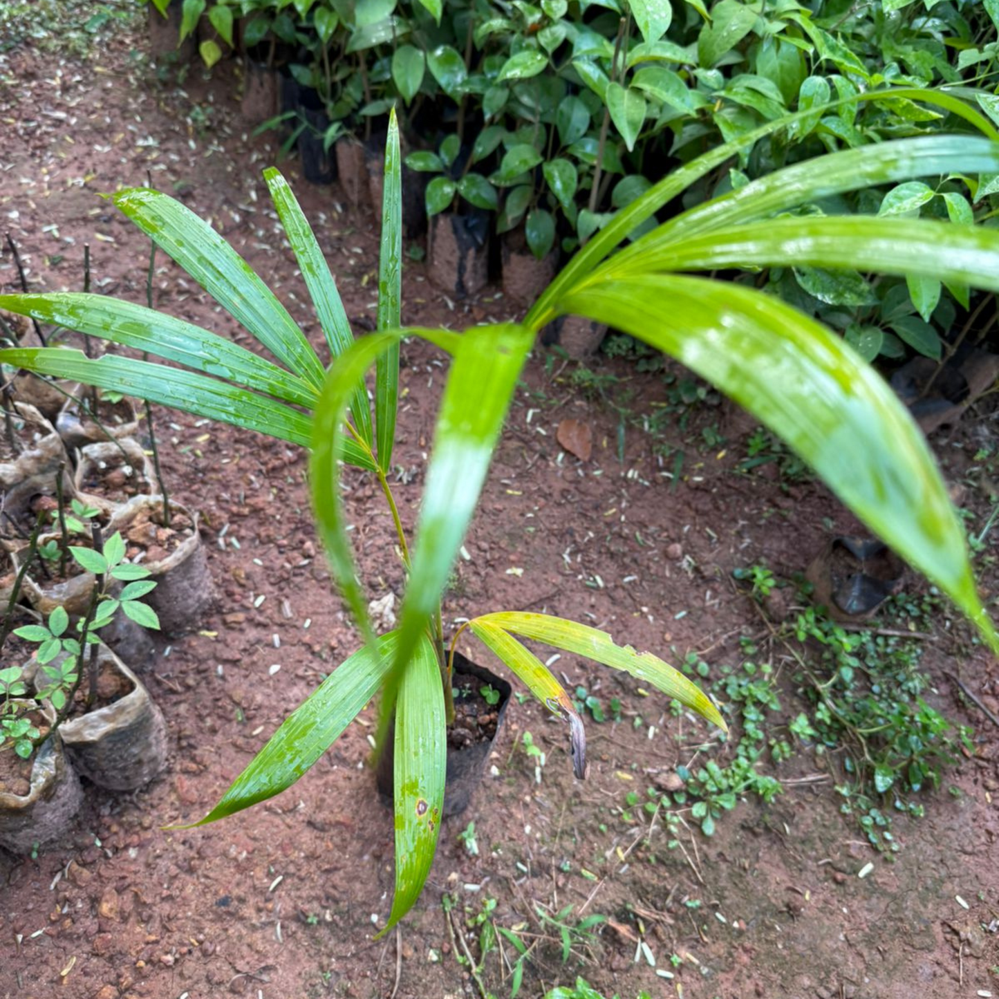 Yellow Butterfly Palm (Dypsis lutescens) Indoor / Outdoor Live Plant