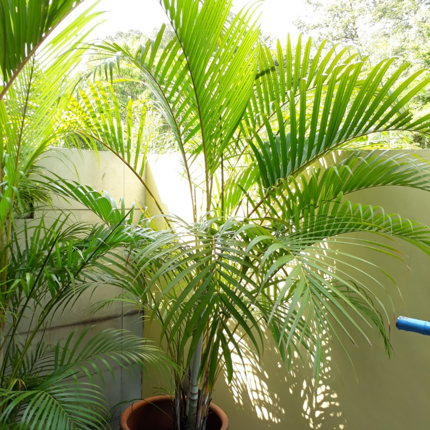 Yellow Butterfly Palm (Dypsis lutescens) Indoor / Outdoor Live Plant
