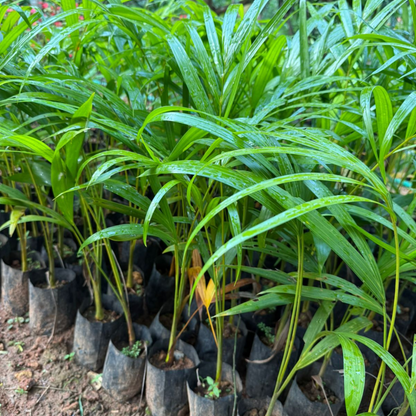 Yellow Butterfly Palm (Dypsis lutescens) Indoor / Outdoor Live Plant