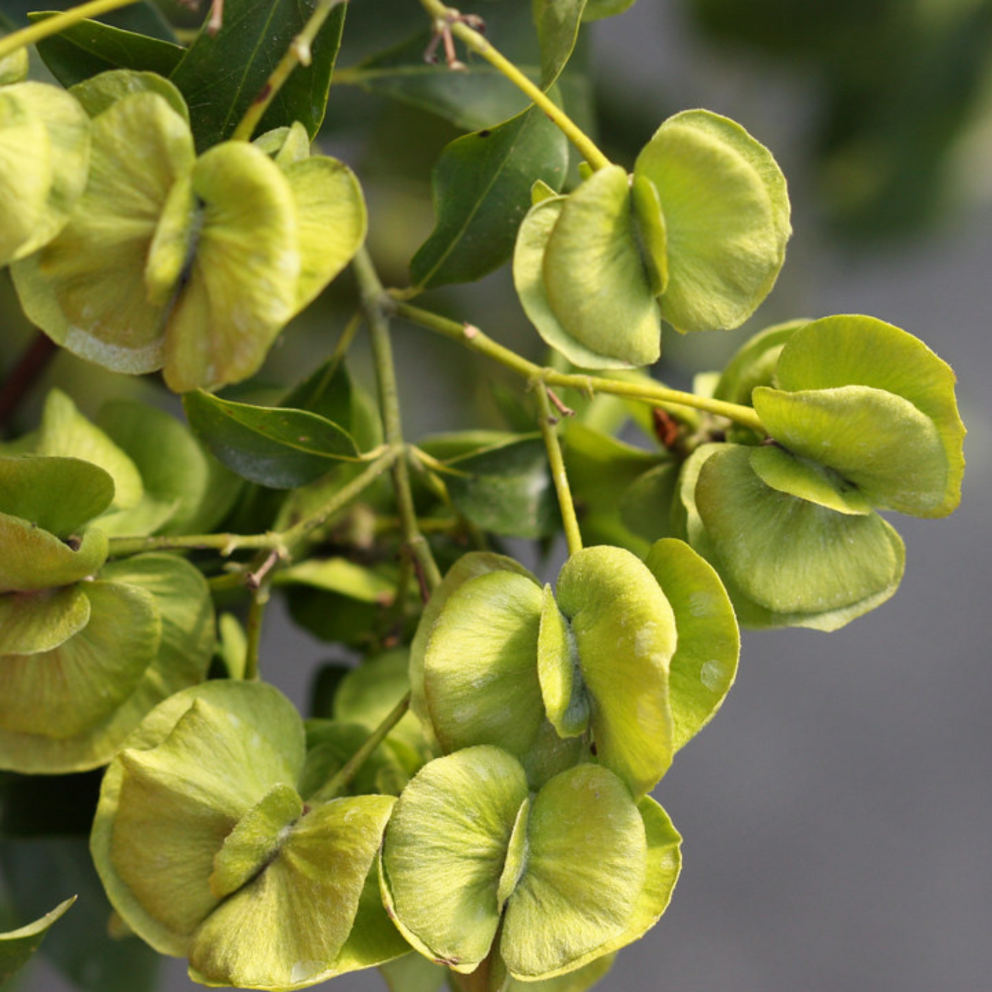 Yellow Butterfly Vine / Mascagnia macroptera (Callaeum macropterum) Rare Flowering Live Plant
