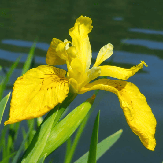 Yellow Iris (Iris pseudacorus) Rare Flowering Live Plant