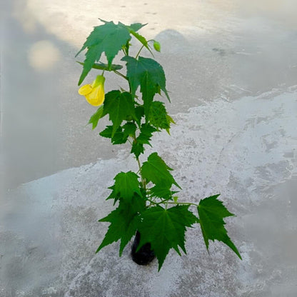Yellow Lantern Hibiscus Flowering Live Plant